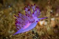 Flabellina rubrolineata.  Ningaloo Reef, Western Australi... by Ross Gudgeon 